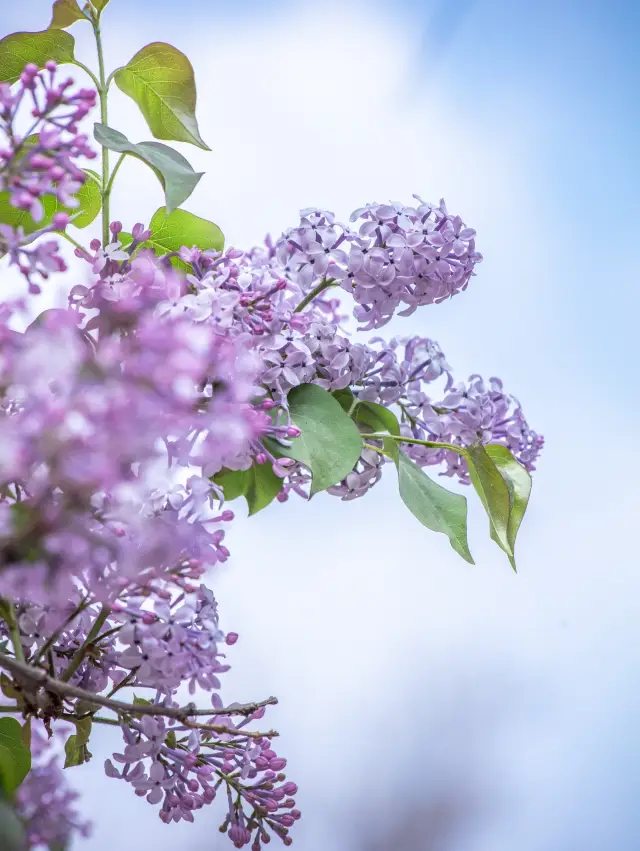 Ancient temples are blooming with flowers in spring, and it's the perfect time to enjoy the blossoms!