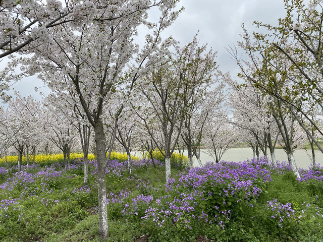 上海海灣國家森林公園四月櫻花季