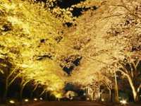 Great Hanami in A Famous Park