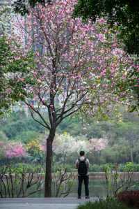 佛山周末去哪玩？姹紫嫣紅的亞藝公園真養眼