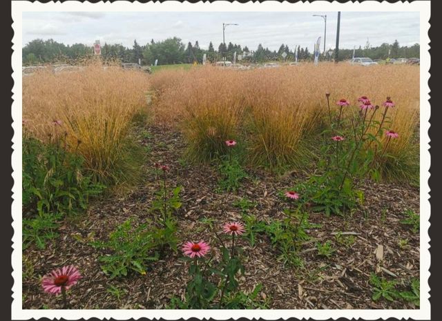 這是哪裡這麼悠閒/河谷公園