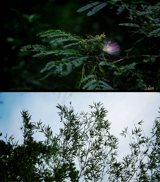 《與鳳行》裡的行雲小院在浙江縉雲