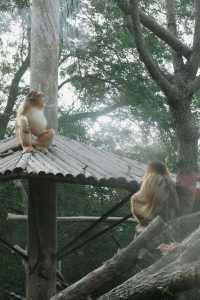 閃閃（4/10春遊）是動物園裡的治癒