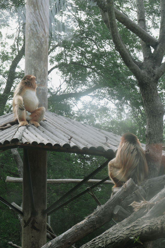 閃閃（4/10春遊）是動物園裡的治癒