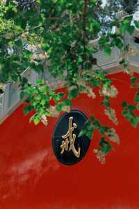 戒台寺打卡記：古樹丁香與古樸戒壇的春日邂逅