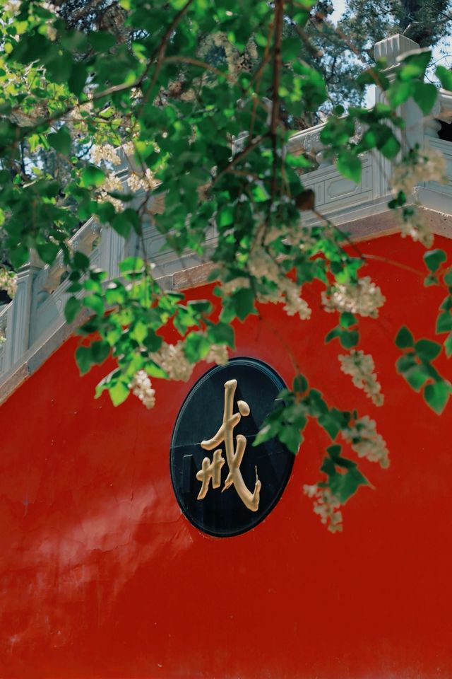 戒台寺打卡記：古樹丁香與古樸戒壇的春日邂逅