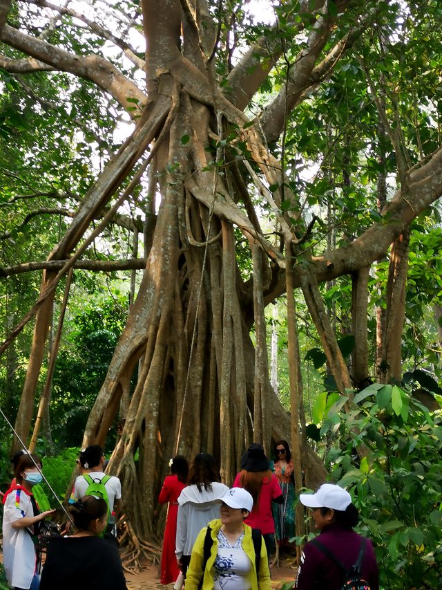 中國科學院西雙版納熱帶植物園