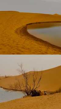 烏海一日去有海的沙漠尋一棵孤獨的樹