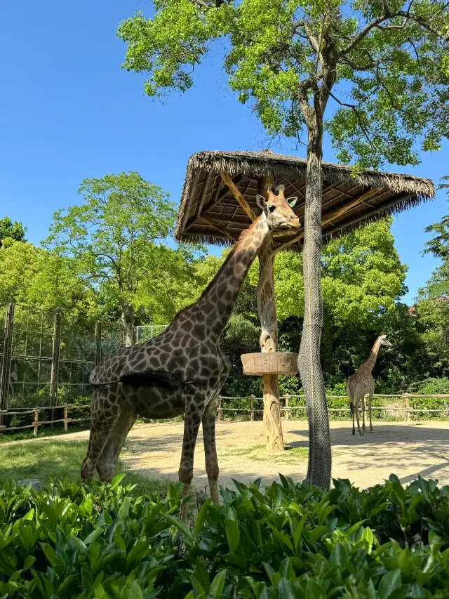 無業遊民系列·上海野生動物園