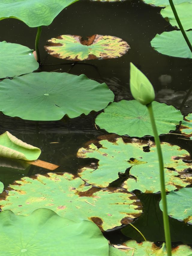 福州茶亭公園之荷花三弄