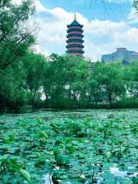 龍之夢的天鵝棲息地一起去島上放風呀～