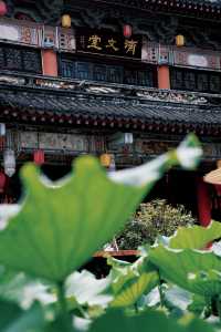 不在蘇杭在深圳古城下荷花開了…治癒