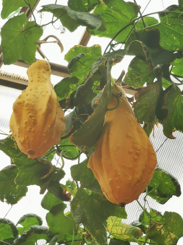 【山東】壽光市蔬菜高科技示範園
