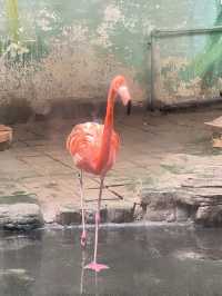 濟南動物園攻略