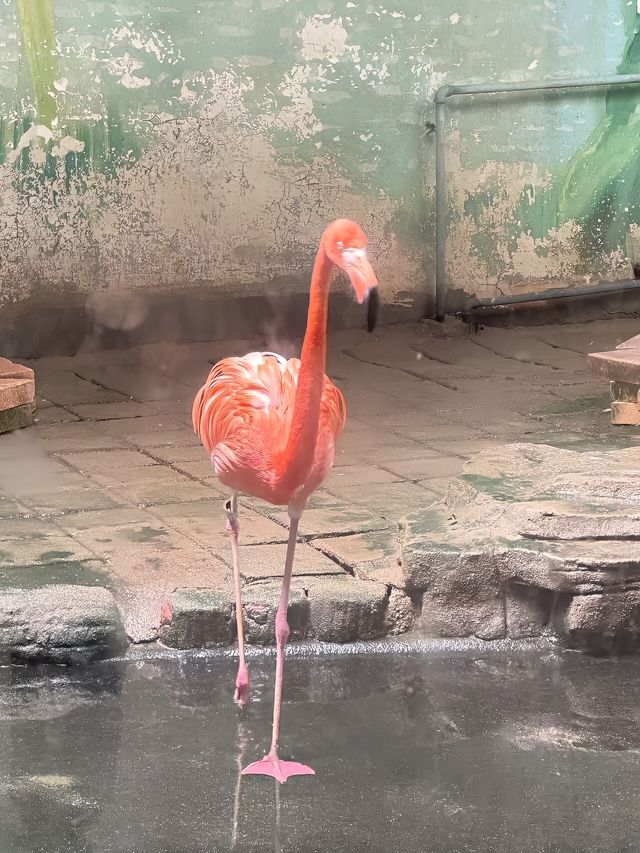 濟南動物園攻略