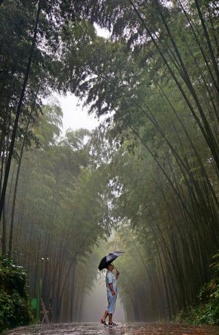 Shunan Bamboo Sea | A Dreamy Electronic Music World Built by Nature and Notes