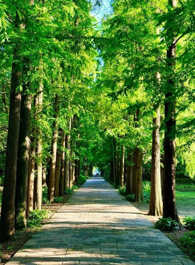 上海自駕｜濱江森林公園氧吧漫步。