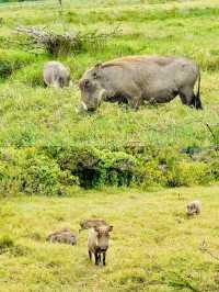 阿魯沙國家公園打卡坦桑尼亞動物世界。