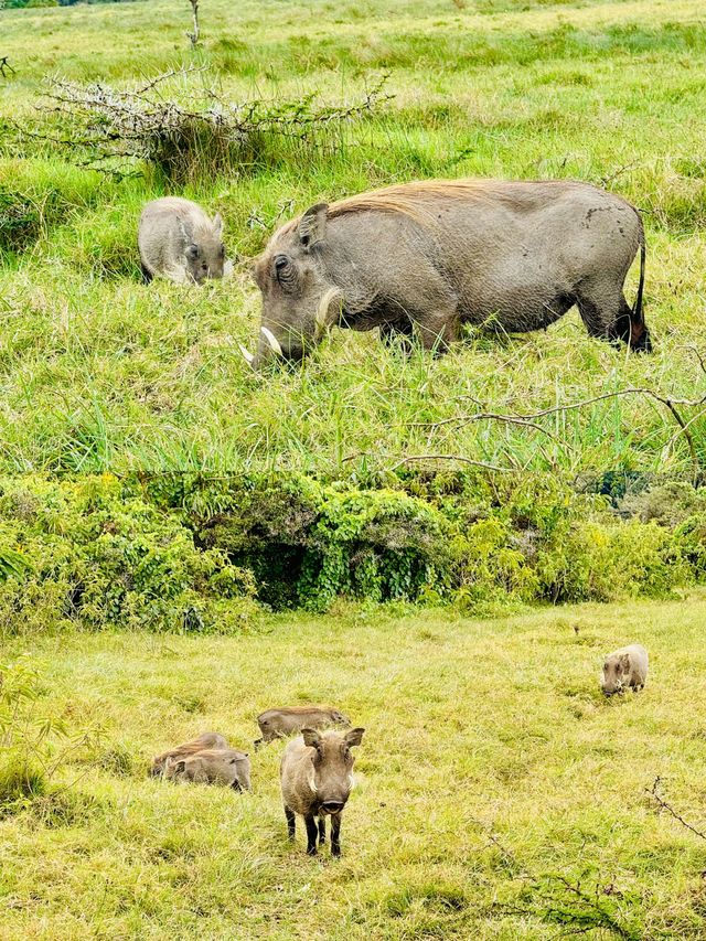 阿魯沙國家公園打卡坦桑尼亞動物世界。