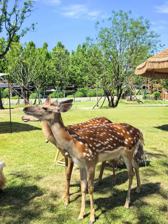 ทริปสุดพิเศษ 1.5 ชั่วโมงจากซีอาน สู่ "นารา น้อย" สวรรค์แห่งการพักผ่อน