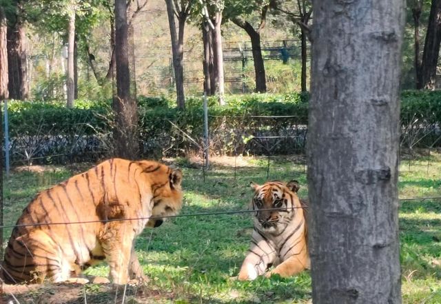 秦皇島野生動物園｜秋天必去遊玩好地方。