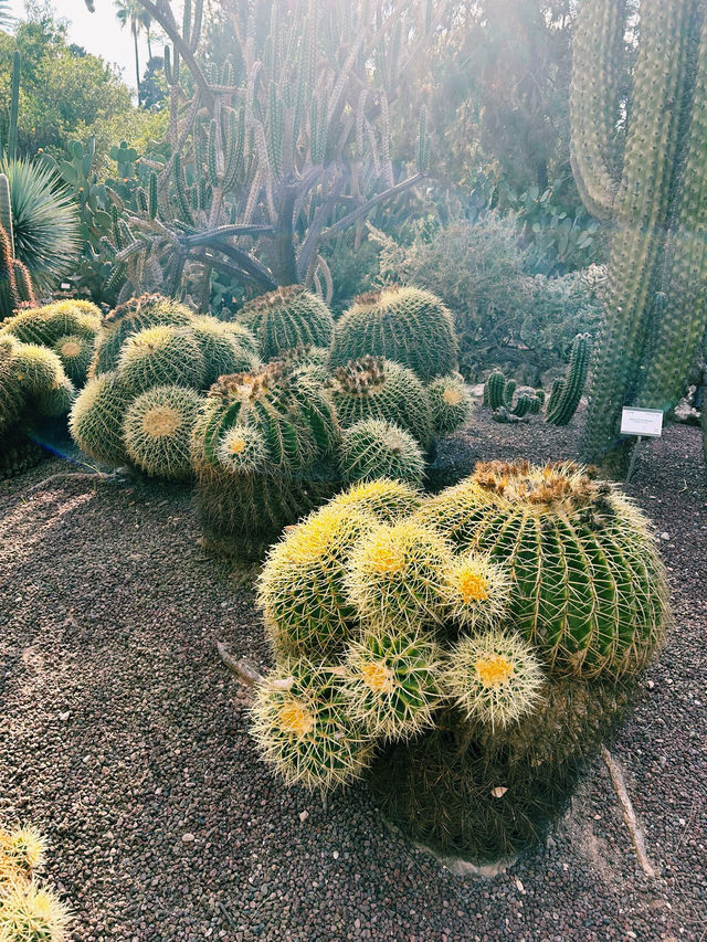 植物園探險指南—帶你走進阿利坎特的植物世界。