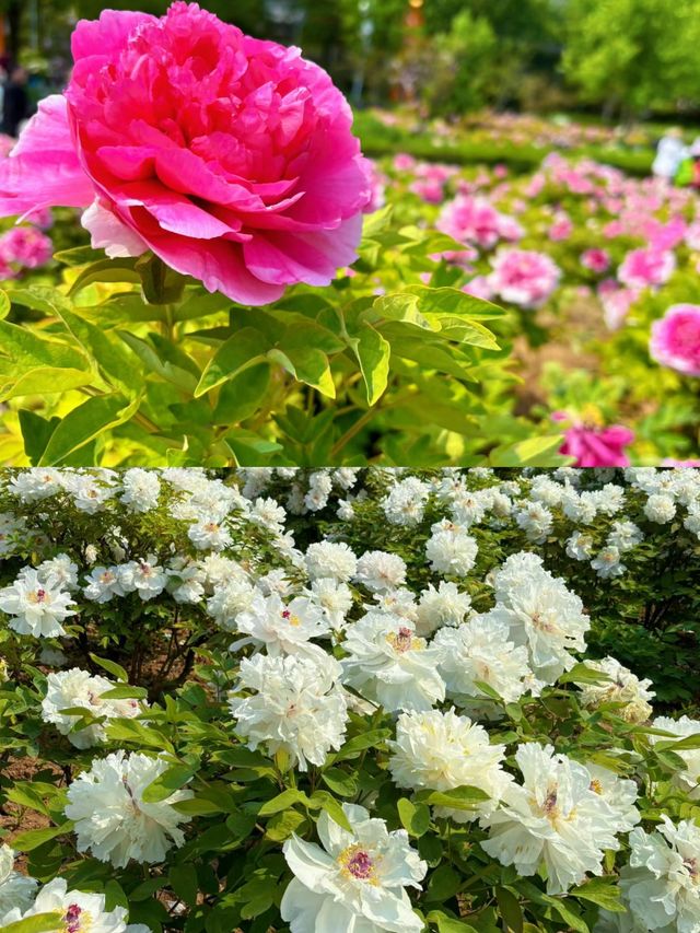 洛陽牡丹：免費賞花地圖，從市區到山區！！！。