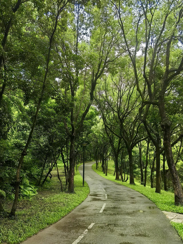 深圳南山區燕晗山公園|市區內的隱世魔法森林。