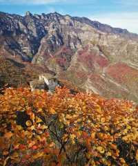 北京周邊楓葉。