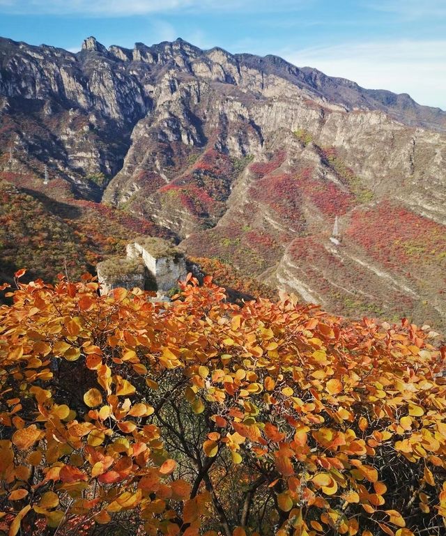 北京周邊楓葉。 北京周邊楓葉。