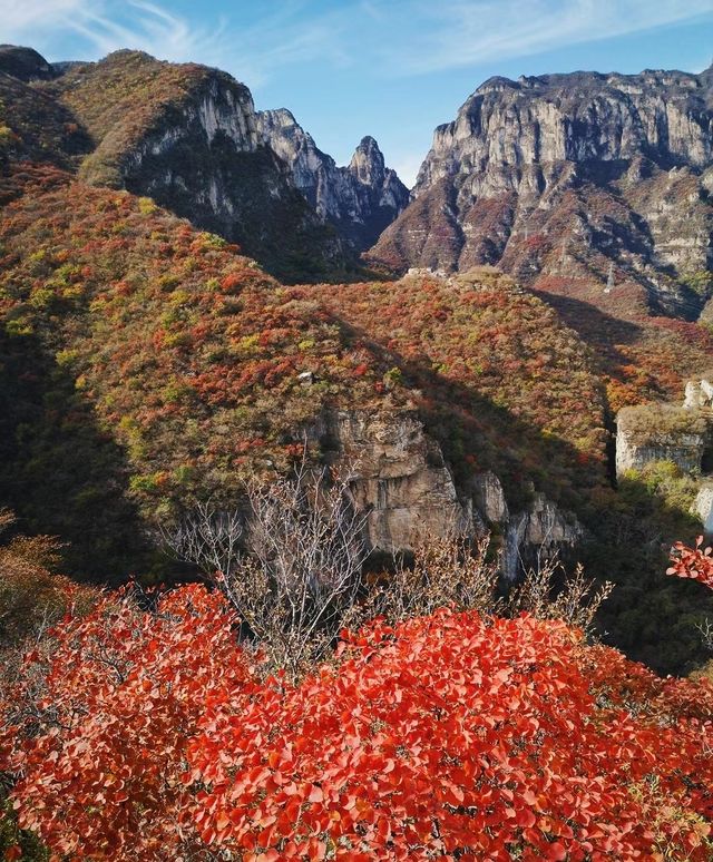 北京周邊楓葉。 北京周邊楓葉。