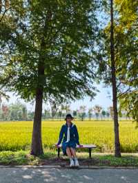 可以衝嘉北郊野公園的稻田（附保姆級攻略）。