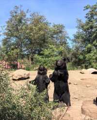 瀋陽森林動物園｜遛娃好去處。