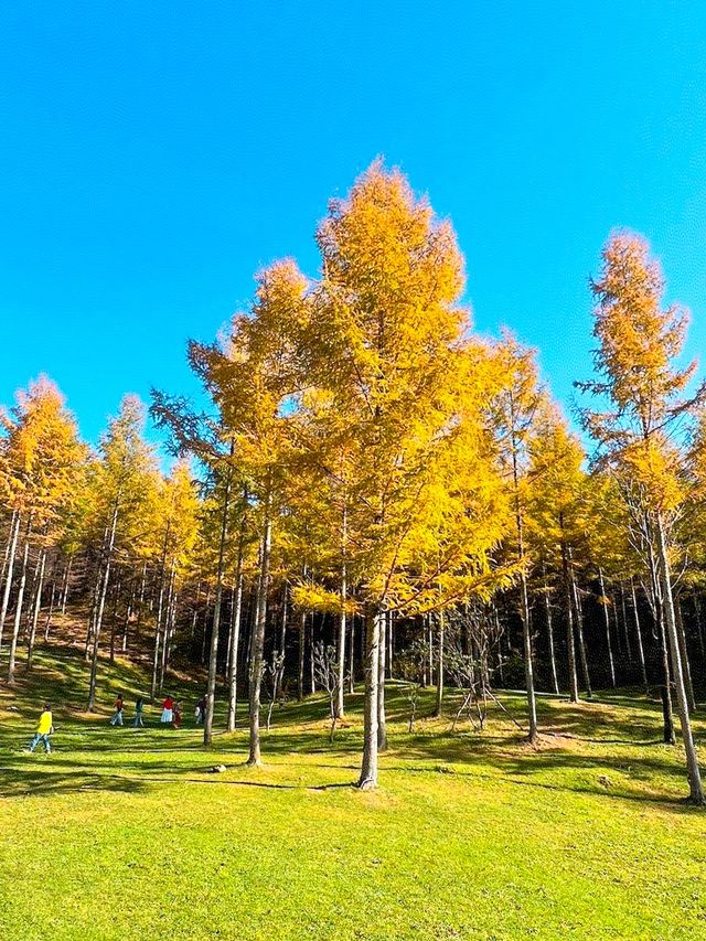 美拉德的金秋美景！成都周邊免費賞秋必去！