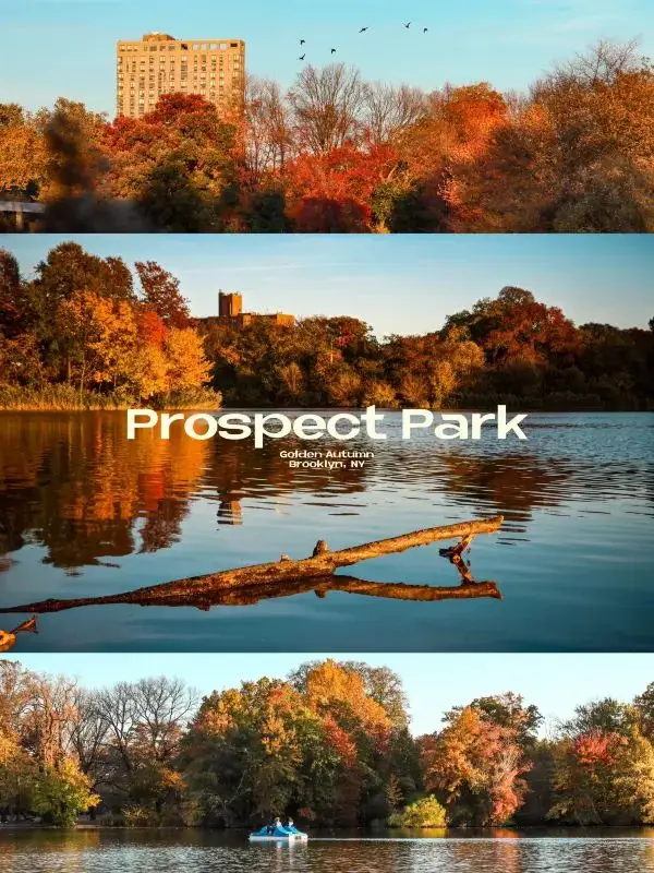 Experience the Golden Autumn at Prospect Park