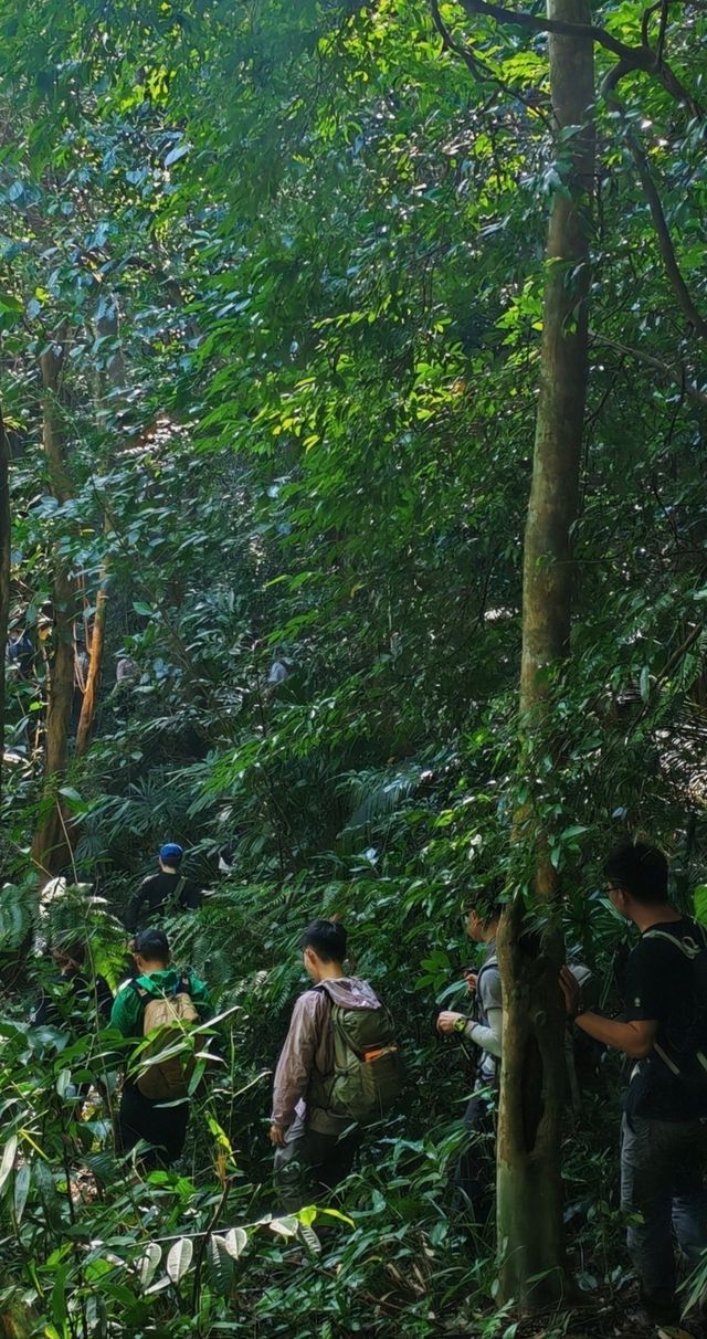 海南深山大環線徒步·瓊中白馬嶺1-4峰連穿。。