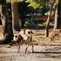 🦌 Oh deer! Looks like Nara just stole my heart😍♥️