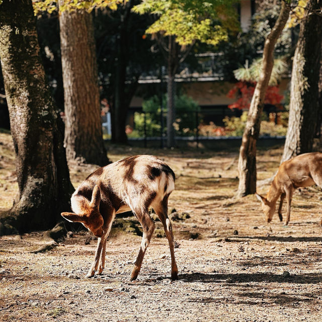 🦌 Oh deer! Looks like Nara just stole my heart😍♥️