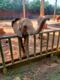 平南雄森動物園｜桂東南的動物王國