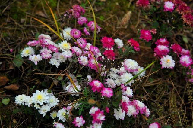 貴州黔東南這個寶藏「花園」，收藏好