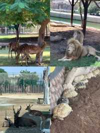敢不敢來迪拜野生動物園逛逛