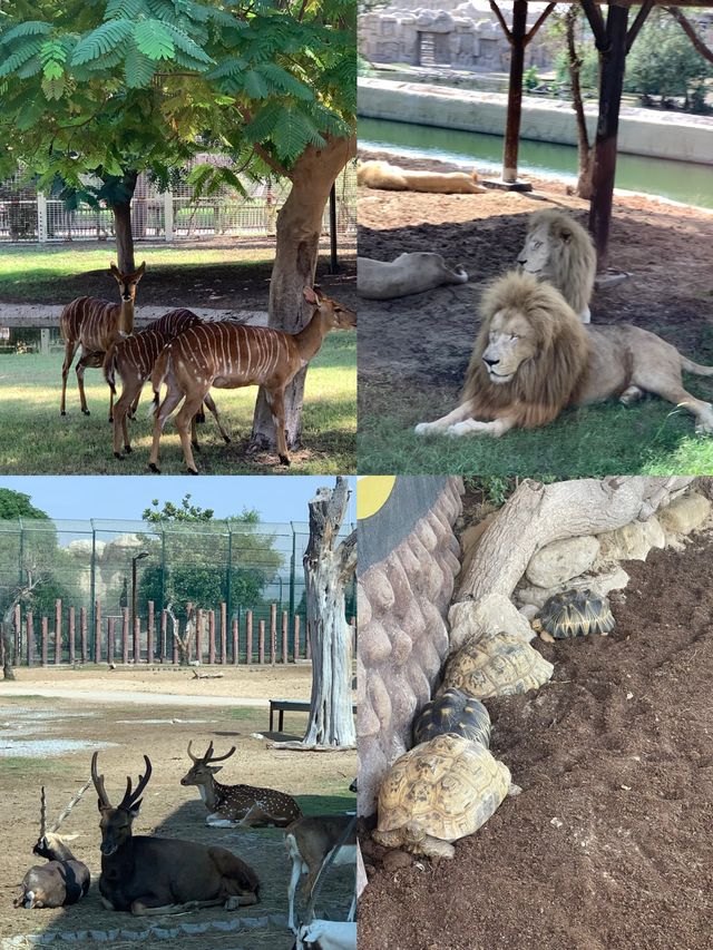 敢不敢來迪拜野生動物園逛逛