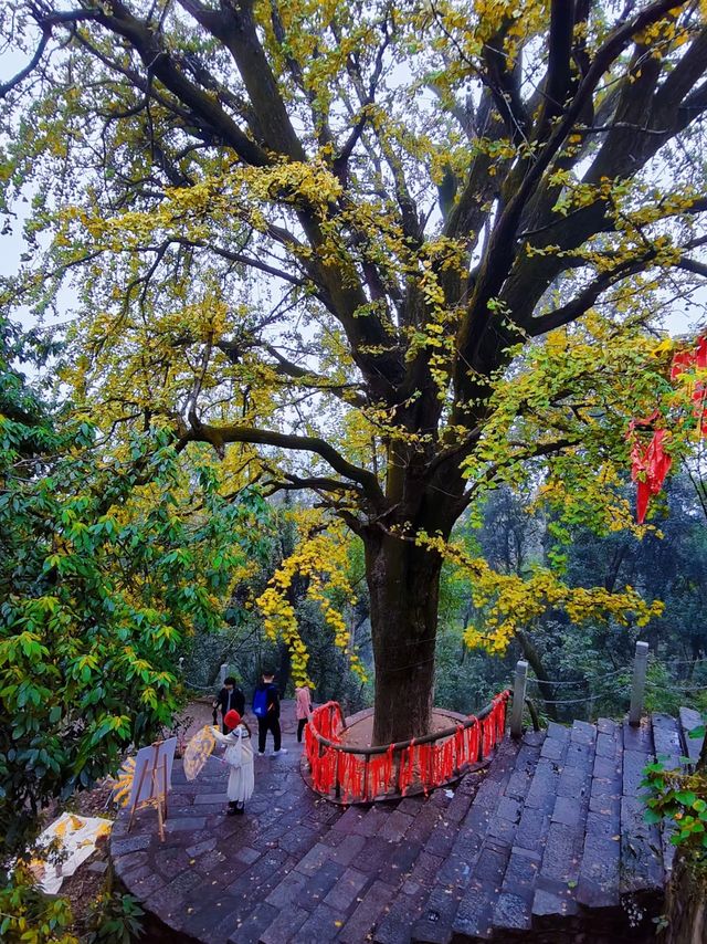 岳麓山12月賞秋指南