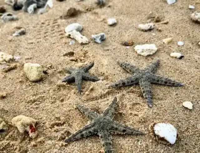 เกรทแบร์ริเออร์รีฟ: สมบัติล้ำค่าแห่งท้องทะเล