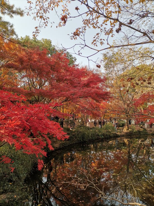嘉定秋霞圃賞紅葉