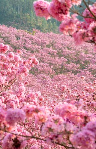 江門紫風鈴又盛開啦 最美粉色花海