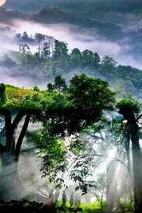 茗韻景邁——世界遺產：普洱景邁山古茶林文化景觀