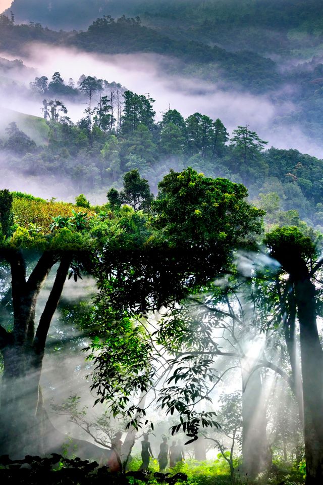 茗韻景邁——世界遺產：普洱景邁山古茶林文化景觀