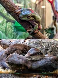 50%0FF休斯頓動物園開啟你與動物的零距離接觸