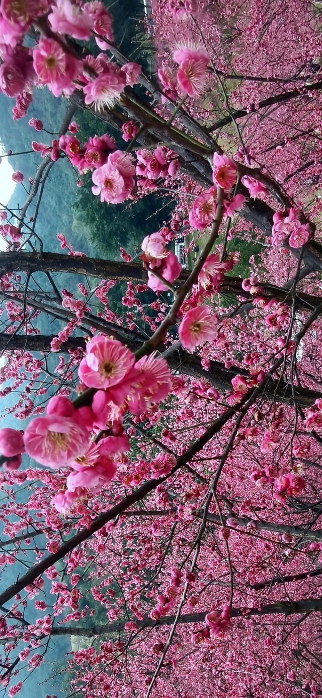 重慶｜紅岩上紅梅開